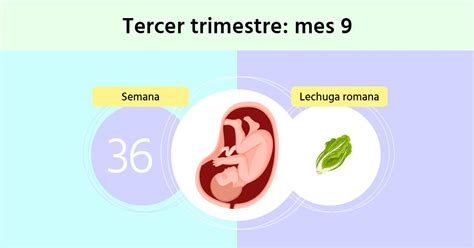 Infografía: Cronología del tercer trimestre y enfoque en la semana 36