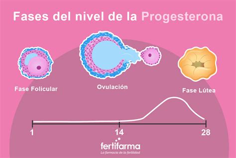 Esquema explicativo del ciclo hormonal: niveles de progesterona desde la ovulación hasta el parto y la caída crítica previa al alumbramiento.
