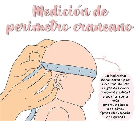 Infografía sobre cómo medir correctamente el perímetro craneal para elegir la talla de casco