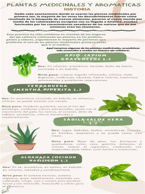 infografía con plantas medicinales comunes para la salud femenina