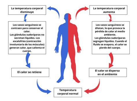 Esquema que muestra la termorregulación en el cuerpo humano y cómo se eleva la temperatura ante una infección.
