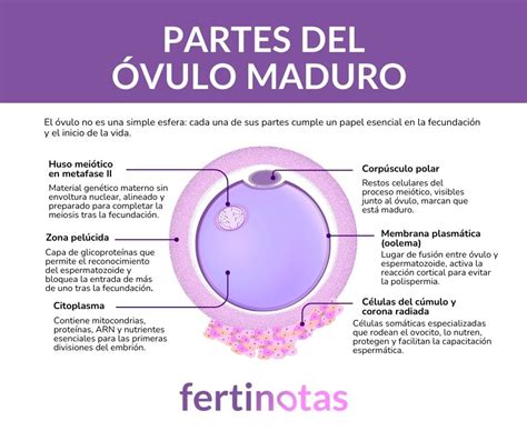 Infografía comparativa de un ovocito maduro e inmaduro, destacando la estructura cromosómica.