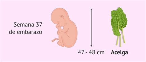 Infografía: Tamaño del feto en la semana 37 de embarazo (similar a una acelga)