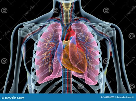 Ilustración esquemática del corazón y los pulmones dentro de la caja torácica.