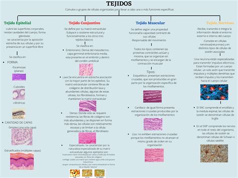 Esquema gráfico comparativo mostrando diferentes tipos de tejidos y ajustes en ropa deportiva infantil
