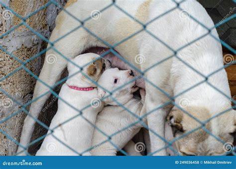 Foto de una perra amamantando a sus cachorros en un nido limpio y cálido