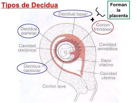 Esquema del útero con el embrión y las tres regiones de la decidua: basal, capsular y parietal