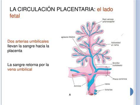 Ilustración de la barrera placentaria y el intercambio de sustancias entre la circulación materna y fetal