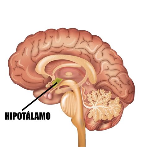 Ilustración del desarrollo del hipotálamo y la función del lanugo en la regulación de la temperatura fetal