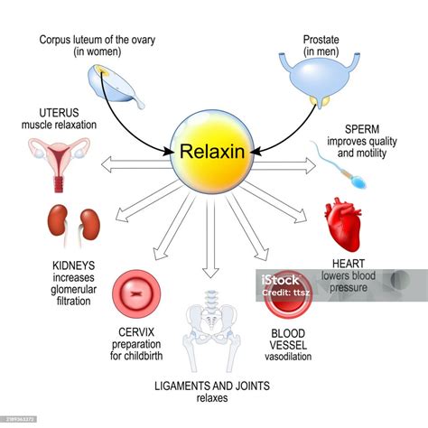 Diagrama: Anatomía pélvica y relaxina en el embarazo