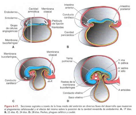 Esquema del plegamiento lateral embrionario, mostrando la formación de los pliegues laterales y su fusión en la línea media.