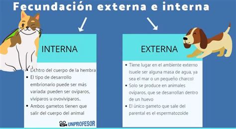 Esquema comparativo de fecundación interna y externa
