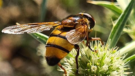 Foto de un zángano de abeja
