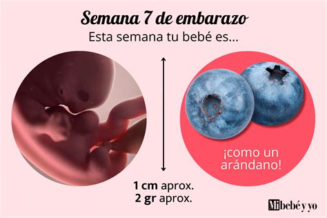 Infografía: Tamaño del embrión en la semana 7 de embarazo comparado con un arándano o garbancito