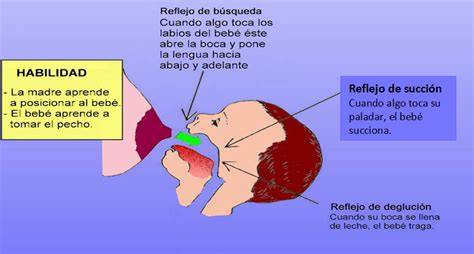 Gráfico mostrando la relación entre la succión del bebé y la producción hormonal
