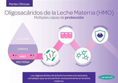 Infografía detallando la estructura y función de los oligosacáridos en la leche materna.