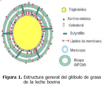Representación visual de la membrana del glóbulo graso (MFGM) y sus componentes.