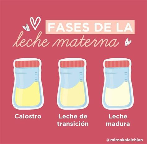 Ilustración que muestra las tres fases de la leche materna: calostro, leche de transición y leche madura.