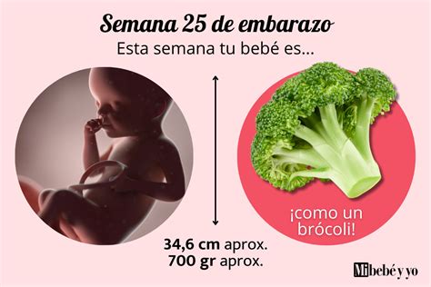 infografía sobre los cambios del bebé en la semana 25 de embarazo