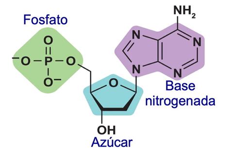diagrama mostrando el efecto de los nucleótidos y FOS en el sistema digestivo del bebé
