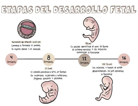 Esquema de las etapas del desarrollo fetal y riesgo de teratogénesis