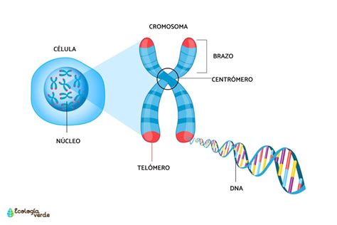 ilustración de la estructura de un cromosoma con posibles anomalías