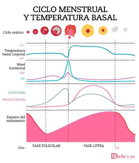 Gráfico que muestra la relación entre hormonas y temperatura basal en el ciclo menstrual