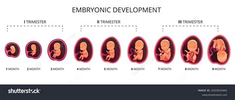 Ilustración del ciclo de vida fetal mostrando los trimestres y los períodos críticos de desarrollo.