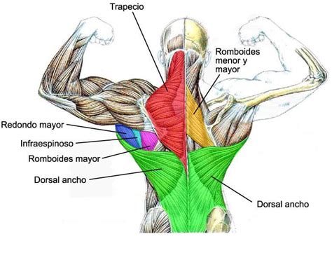 Ilustración: Comparativa de la musculatura de la espalda en una persona sedentaria vs. una persona activa.