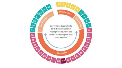 calendario con ciclos menstruales regulares e irregulares