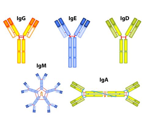 Ilustración de anticuerpos IgG e IgM uniéndose a un virus