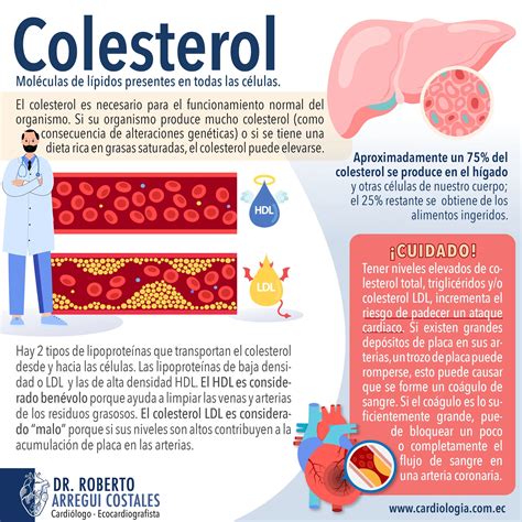 Infografía sobre las funciones y tipos de colesterol en el cuerpo humano