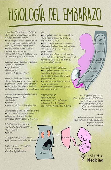 Esquema sobre la fisiología del embarazo y la interacción con sustancias externas