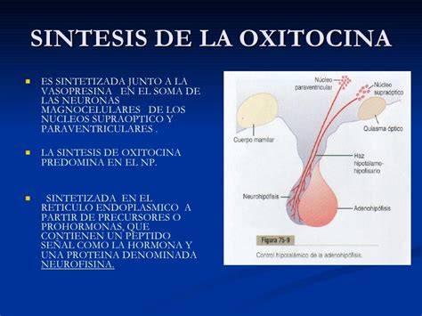 Representación esquemática de la interacción entre oxitocina natural y sintética