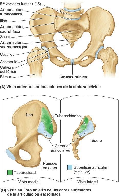 Diagrama anatómico de la pelvis femenina mostrando la sínfisis púbica y las articulaciones sacroilíacas.