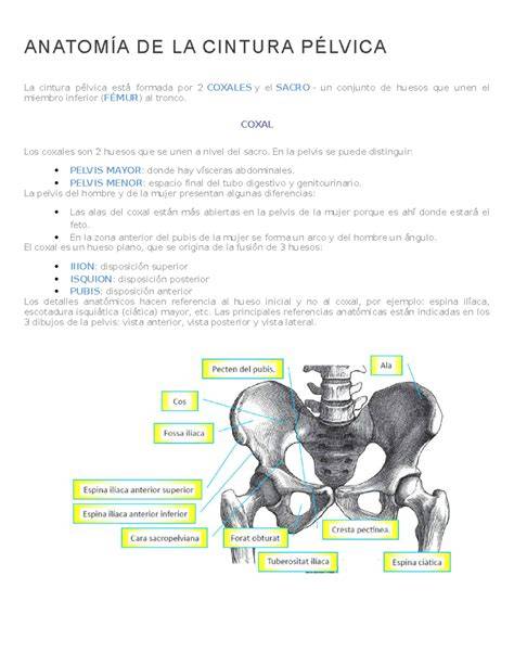 Infografía o esquema de la anatomía pélvica femenina y las zonas afectadas por la vulvodinia.
