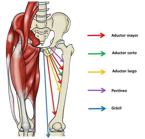 Diagrama de los músculos aductores y la sínfisis del pubis, mostrando la zona afectada por la pubalgia.