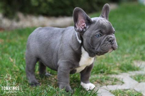 Foto de cachorro de bulldog francés azul