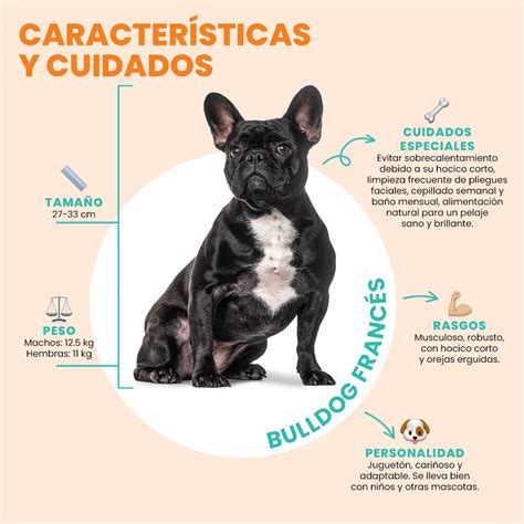 Esquema de las zonas de higiene importantes en un bulldog francés (pliegues faciales, ojos, orejas)