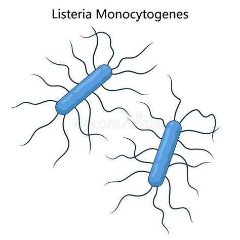 Esquema de la bacteria Listeria monocytogenes y su ciclo de infección