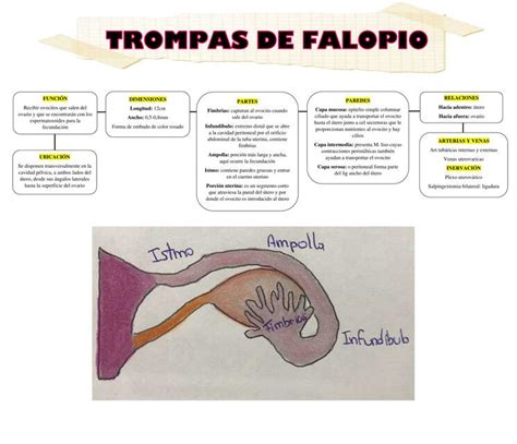 Diagrama detallado de la trompa de Falopio mostrando la ubicación de un embarazo ectópico.