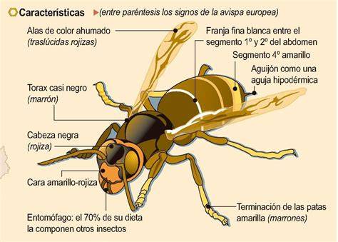 Infografía detallada de la morfología de una avispa con todas sus partes señaladas