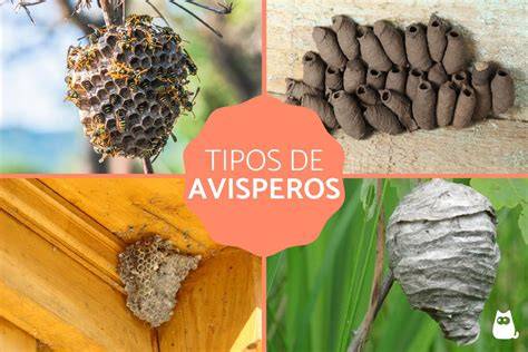 Muestra de diferentes tipos de nidos de avispas en distintas ubicaciones (árboles, tierra, estructuras)