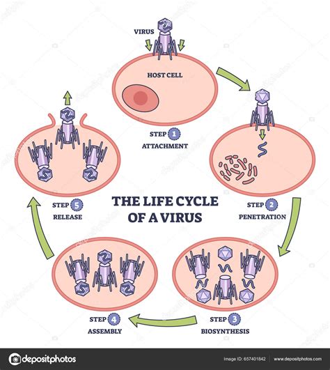 Esquema del ciclo de vida del virus Varicela-Zóster