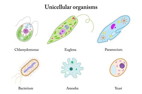 Ilustración de células unicelulares con diferentes formas y estructuras, mostrando el proceso de difusión de nutrientes.