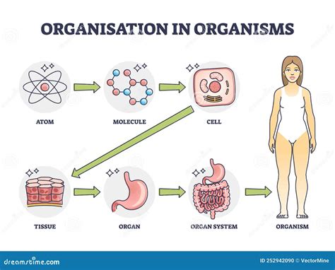 Diagrama mostrando la organización jerárquica de un organismo pluricelular: células formando tejidos, tejidos formando órganos, y órganos formando sistemas.