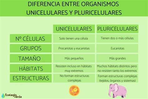 Infografía comparativa que resume las principales diferencias entre organismos unicelulares y pluricelulares.