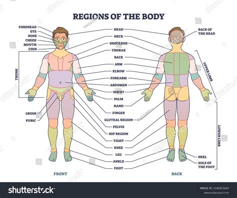 Esquema de las zonas del cuerpo de la madre que se benefician del uso del cojín de lactancia: espalda, cuello, hombros y brazos.