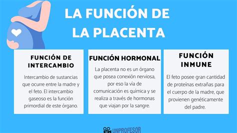 Infografía: Funciones principales de la placenta durante el embarazo