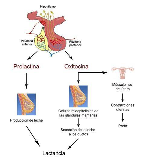 Esquema sobre el funcionamiento de la succión y el reflejo de prolactina en la glándula mamaria